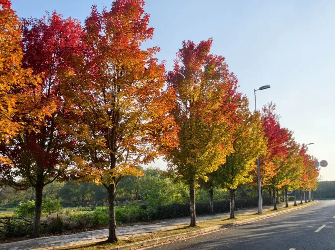 枫红作笺，共赴一场秋日治愈之约